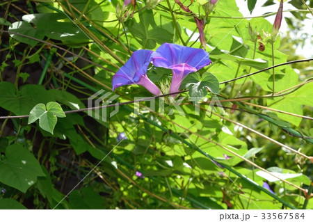 朝顔 33567584