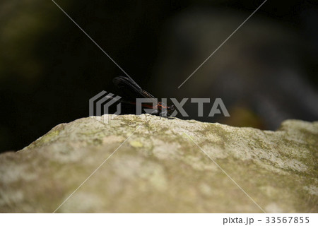 damselfly damselfly 33567855