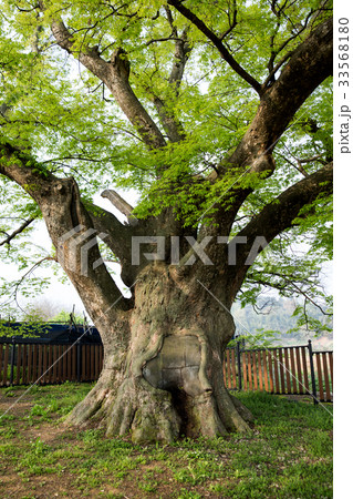 ケヤキ モニュメント 全北 33568180