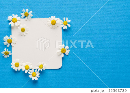 daisy flowers on the empty card 33568729