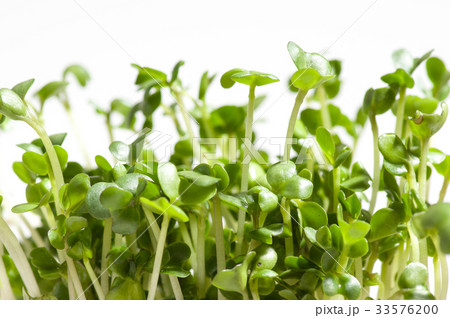 ブロッコリースプラウト 33576200