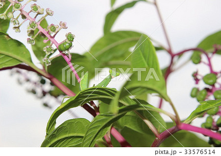 かまきりの赤ちゃん 33576514