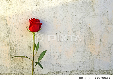 薔薇 バラ科 バラ 33576683