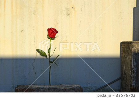 薔薇 バラ科 バラ 33576702