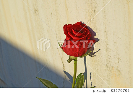 薔薇 バラ科 バラ 33576705