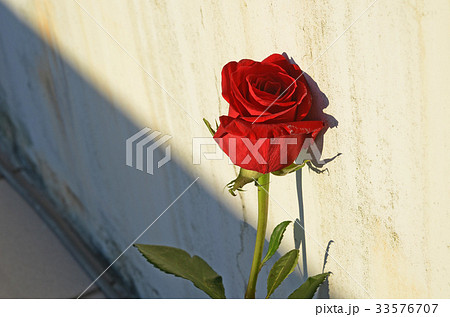 薔薇 バラ科 バラ 33576707