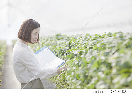 いちご　調査員 33576829