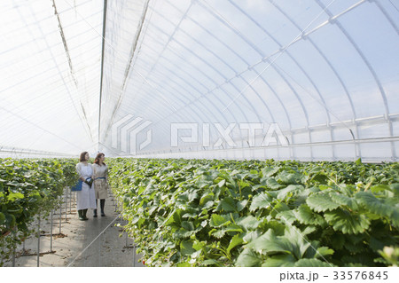 いちご農家 33576845