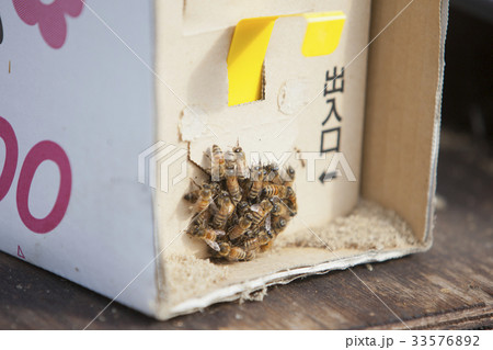 交配　受粉　蜜蜂 33576892