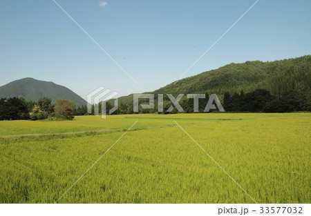 トンボ舞う田園風景 33577032