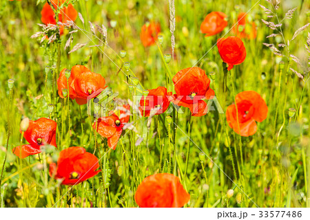 Red poppies in a summer meadow Red poppies in a summer meadow 33577486