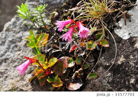 岩肌に咲くピンク色のイワカガミ 33577703