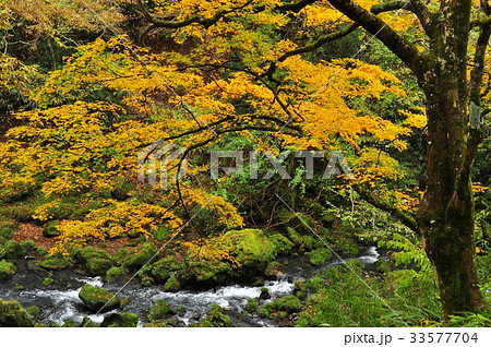 秋の箱根ガラスの森美術館 紅葉の小道 秋の箱根ガラスの森美術館 紅葉の小道 33577704