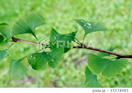 Detail of Ginkgo Blades with Drops of Water Detail of Ginkgo Blades with Drops of Water 33578465