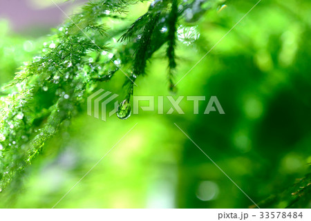 新緑 しんりょく 色 33578484