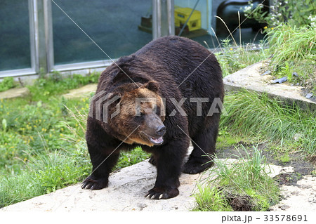 ヒグマ 33578691