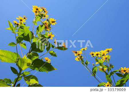 秋晴れのキクイモの花 秋晴れのキクイモの花 33579009