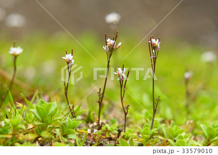 ミチタネツケバナ 33579010
