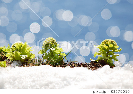 フキノトウ春の日差しに輝く 33579016