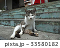 田代島の猫 33580182
