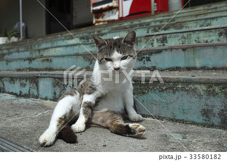 田代島の猫 田代島の猫 33580182