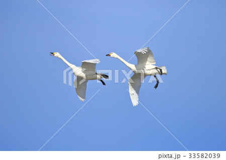 大空を舞う白鳥 大空を舞う白鳥 33582039