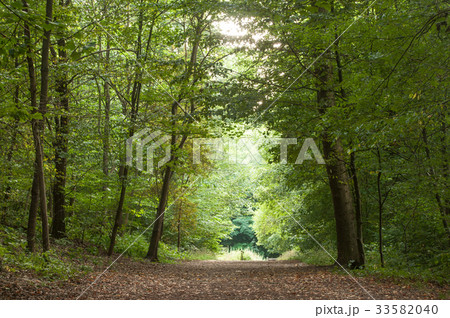big trees in the alsatian forest in Waldeck big trees in the alsatian forest in Waldeck 33582040