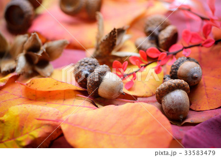 Acorns are on the colorful autumn leaves 33583479