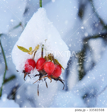 Red rosehip berries with snow Red rosehip berries with snow 33583508