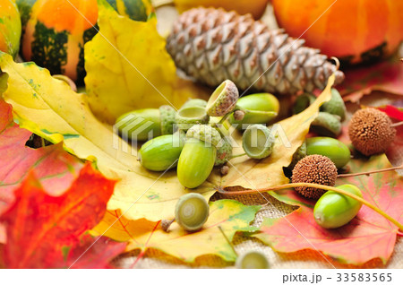 Harvested acorns with autumn leaves 33583565