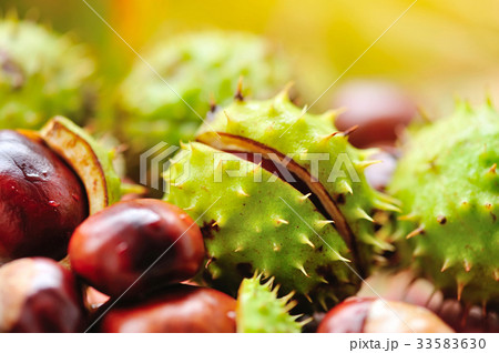 Fresh chestnuts on background autumn leaves Fresh chestnuts on background autumn leaves 33583630
