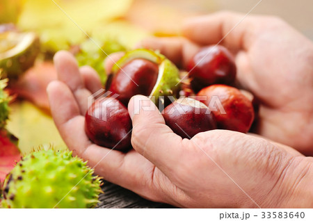 Fresh chestnuts in the hands 33583640