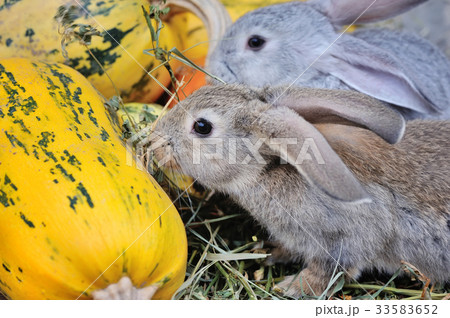 Young rabbits on hay with pumpkins Young rabbits on hay with pumpkins 33583652