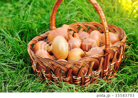 Fresh onions in basket on grass 33583703