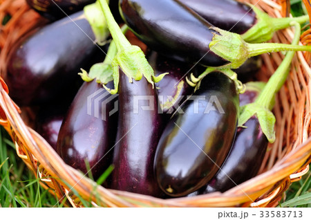 Fresh eggplant in basket on grass Fresh eggplant in basket on grass 33583713