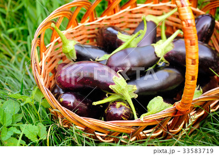 Fresh eggplant in basket on grass 33583719