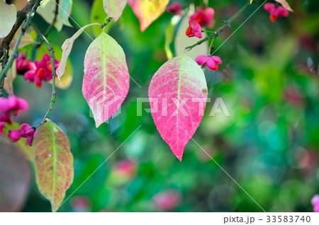 Beautiful autumn background Beautiful autumn background 33583740