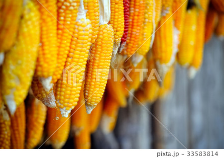 Dried corn cobs hanging 33583814