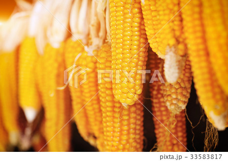 Dried corn cobs hanging Dried corn cobs hanging 33583817