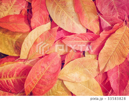 Colorful background of autumn leaves 33583828