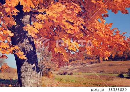 Autumn landscape Autumn landscape 33583829