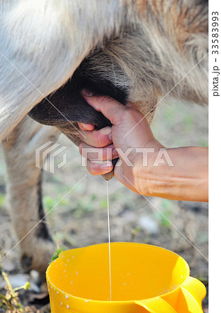Female farmer milking one of her goats closeup 33583993