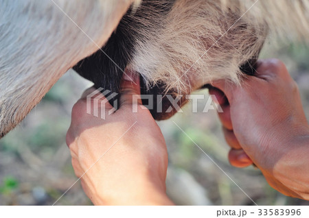 Female farmer milking one of her goats closeup Female farmer milking one of her goats closeup 33583996