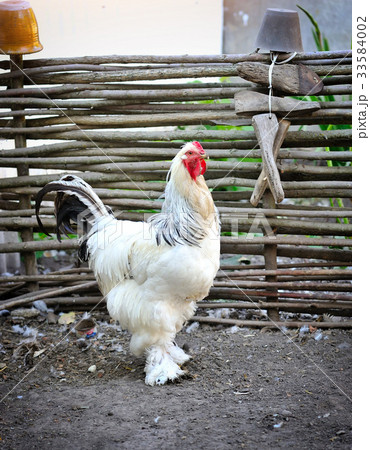 White cock on the farm yard 33584002