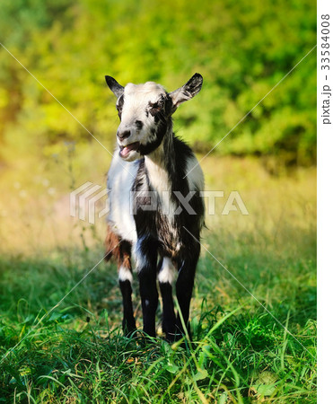 A young goat in the pasture A young goat in the pasture 33584008