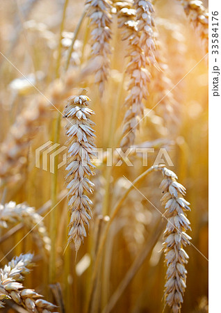 Ripe ears wheat. Close-up Ripe ears wheat. Close-up 33584176