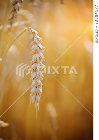 Ripe ear wheat. Close-up Ripe ear wheat. Close-up 33584177