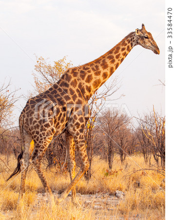 Giraffe walk in Etosha National Park, Namibia 33584470