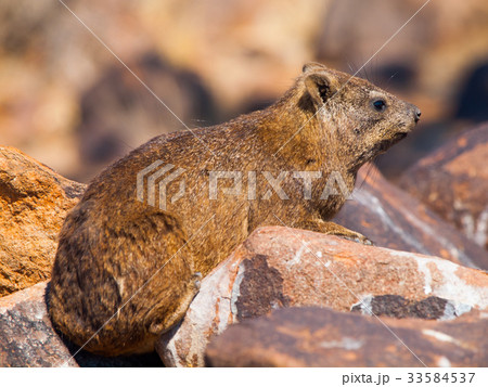 Rock hyrax sitting onthe stone Rock hyrax sitting onthe stone 33584537