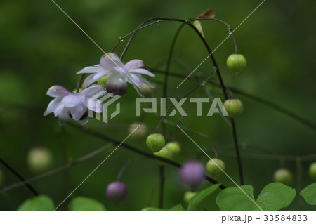 レンゲショウマ 33584833